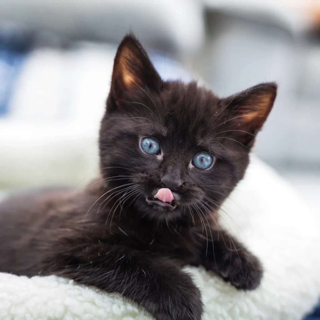Home - A Black Kitten Still With Blue Eyes Looking Strain 2024 11 30 22 38 14 Utc - Mavis Road Animal Clinic