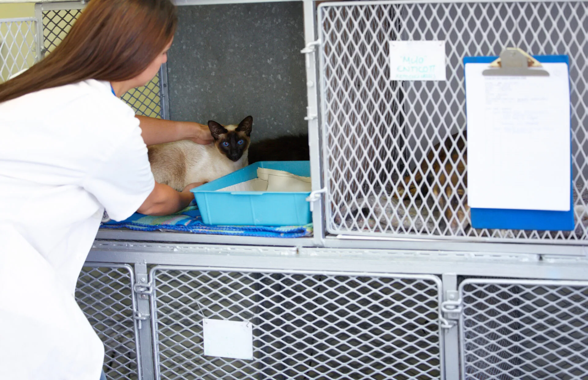 Cat Boarding