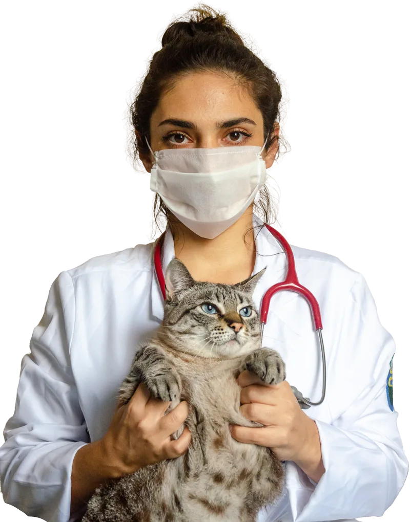 FAQs - Cat In Female Doctor Hands - Mavis Road Animal Clinic