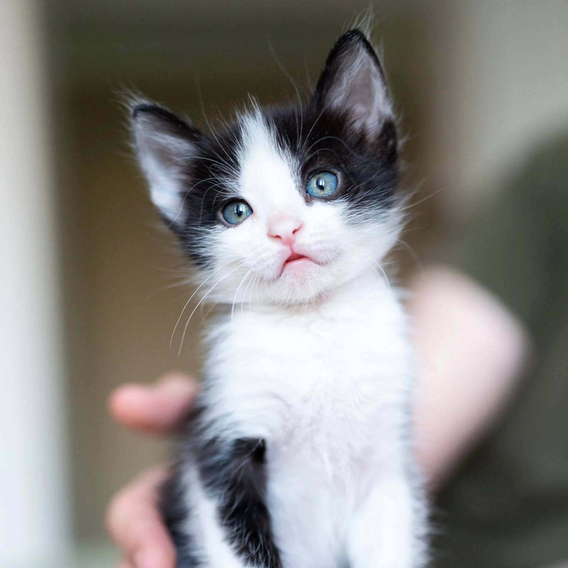 Home - Cute Little Black And White Kitten - Mavis Road Animal Clinic