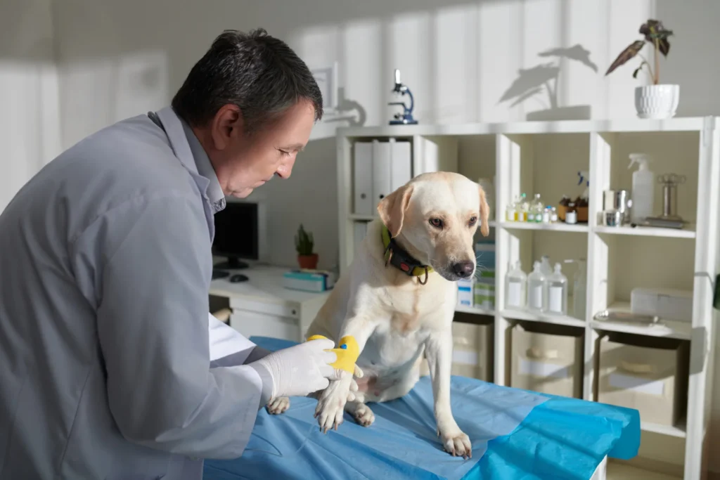 Diagnostics Amp Laboratory Testing - Diagnostics Laboratory Testing - Mavis Road Animal Clinic