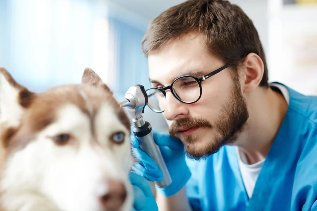 Diagnostics Amp Laboratory Testing - Diagnostics Laboratory Testing 1 - Mavis Road Animal Clinic