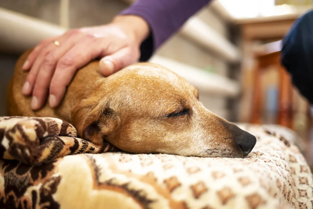 Euthanasia EndofLife Care - Euthanasia End Of Life Care 5 - Mavis Road Animal Clinic