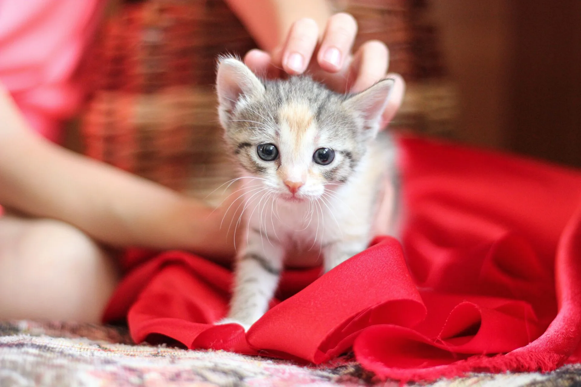 Kitten Adoption