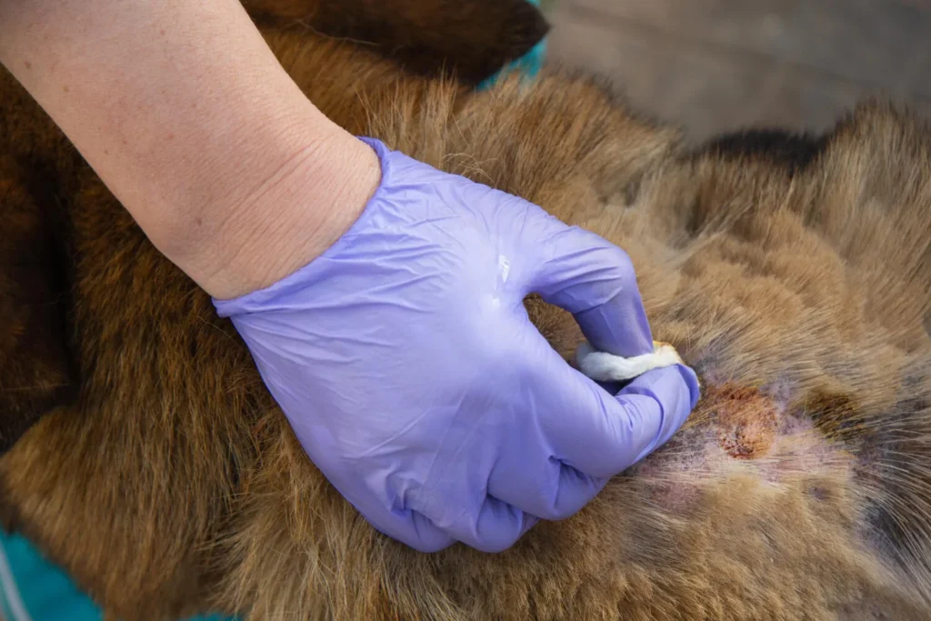Pet Dermatology - Gloved Hands Treat Wounds Dog With Medicine - Mavis Road Animal Clinic