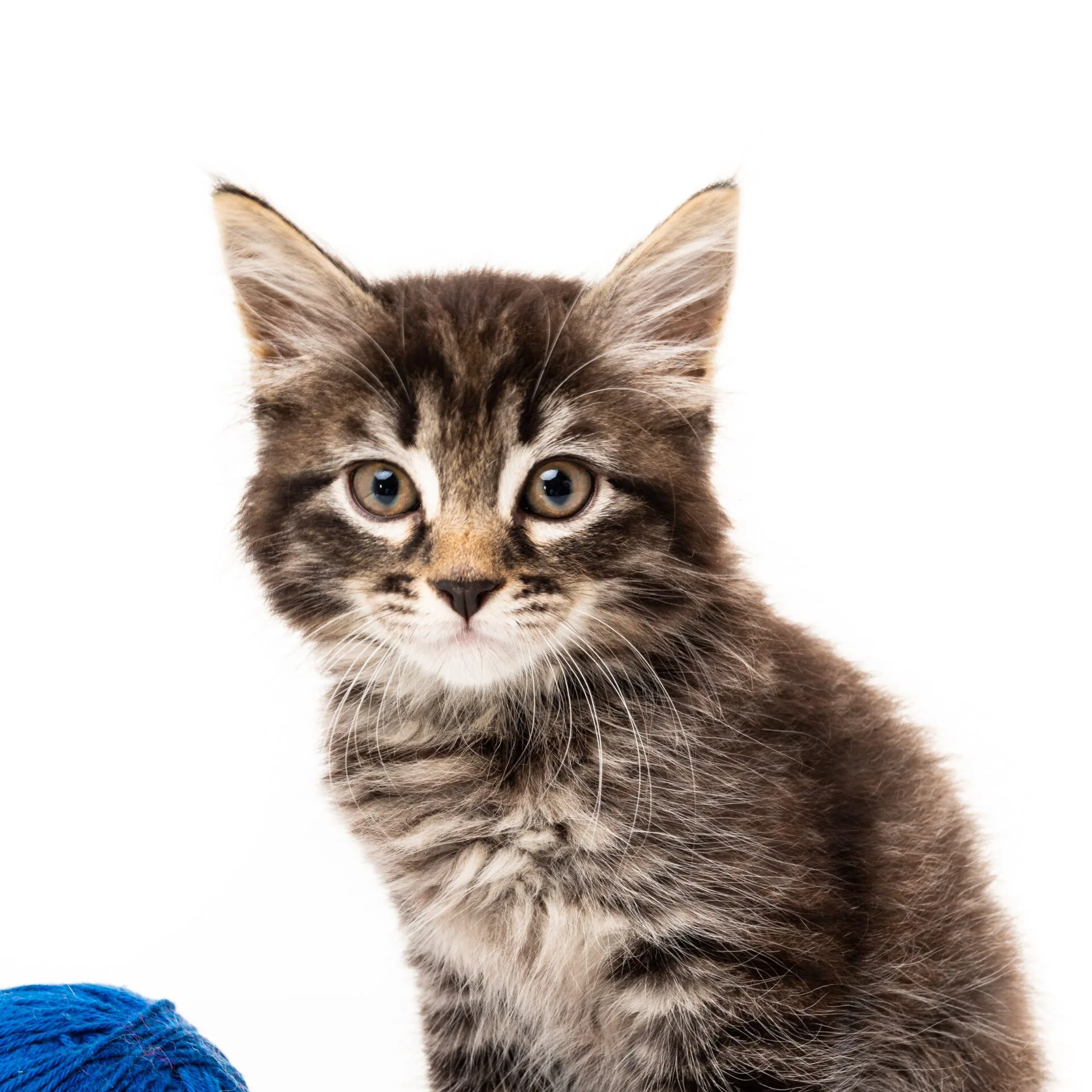 Home - Kitten With Balls Of Threads Little Kitten On Whi 2025 01 07 12 13 26 Utc - Mavis Road Animal Clinic