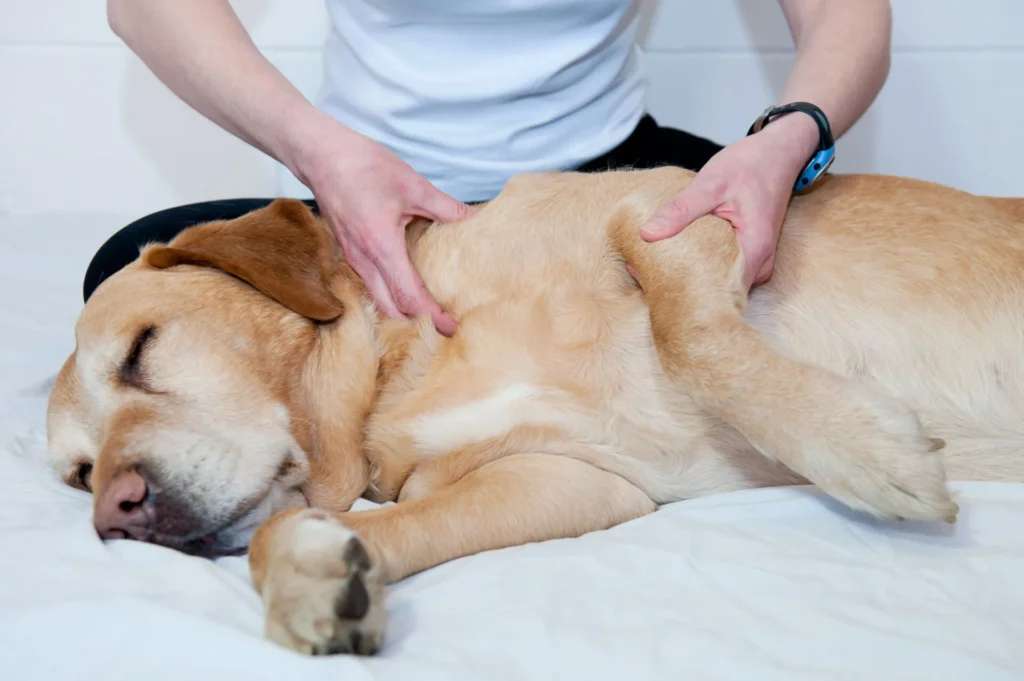 Pain Management Rehabilitation - Pain Management Rehabilitation 2 - Mavis Road Animal Clinic