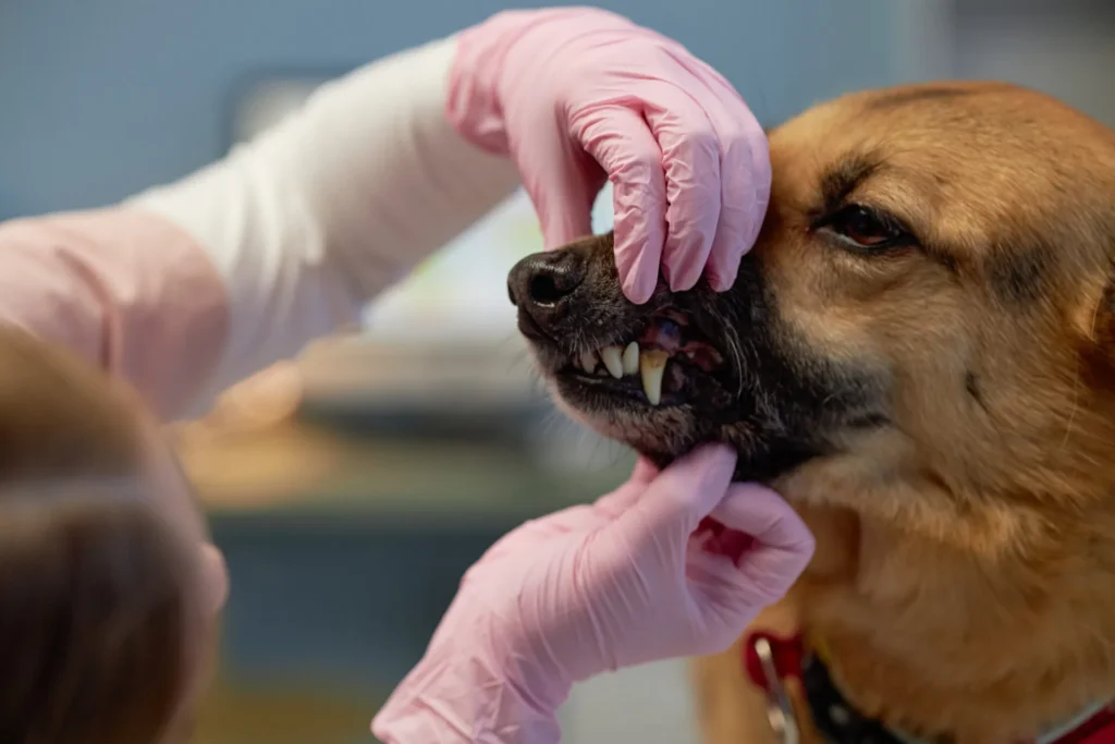 Pet Dental Care - Pet Dental Care - Mavis Road Animal Clinic