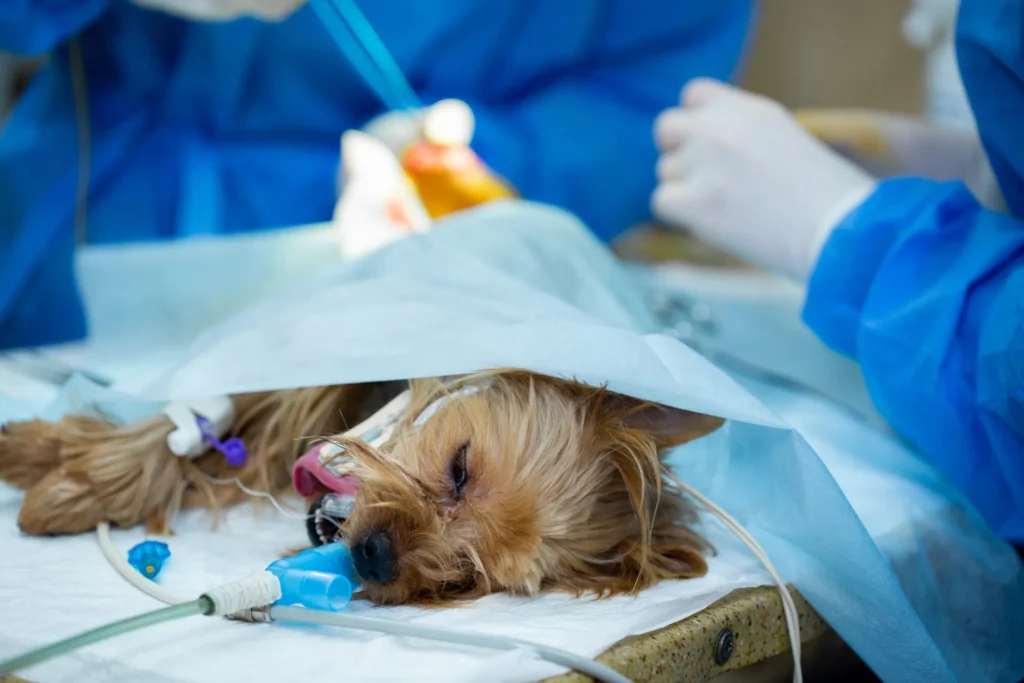 Surgery Medical Procedures - Surgery Medical Procedures 1 - Mavis Road Animal Clinic