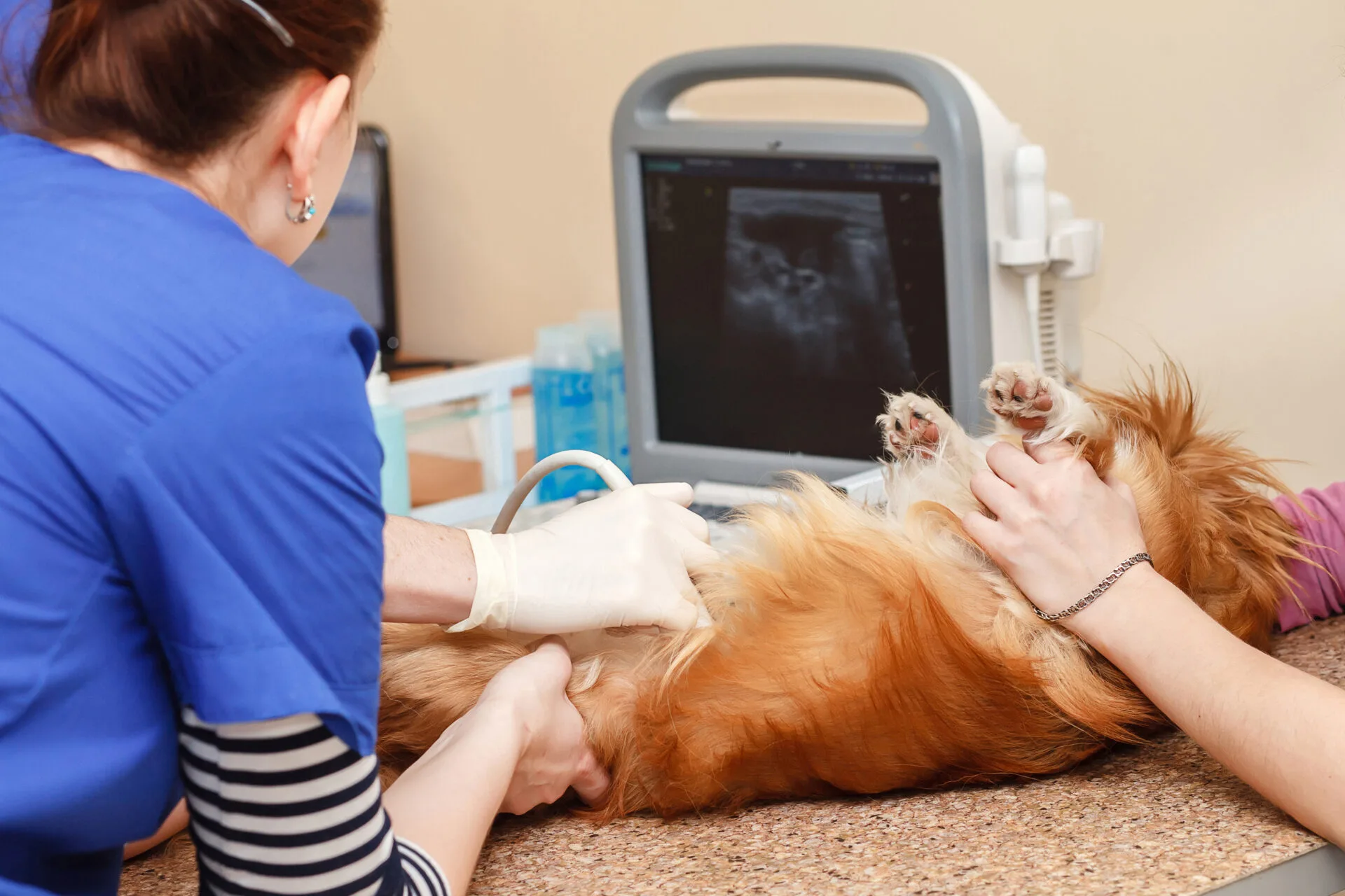 Pet Endocrinology